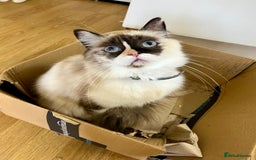 Ragdoll cats for sale: Gorgeous loving ragdolls - Image 7