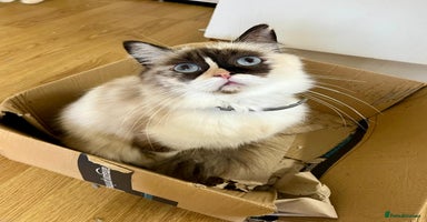 Ragdoll cats - Advert 13