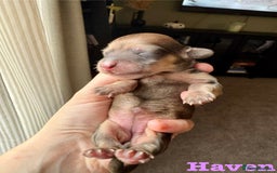 Miniature Dachshund dogs for sale: Exceptional Show Quality KC Miniature Dachshunds! - Image 9
