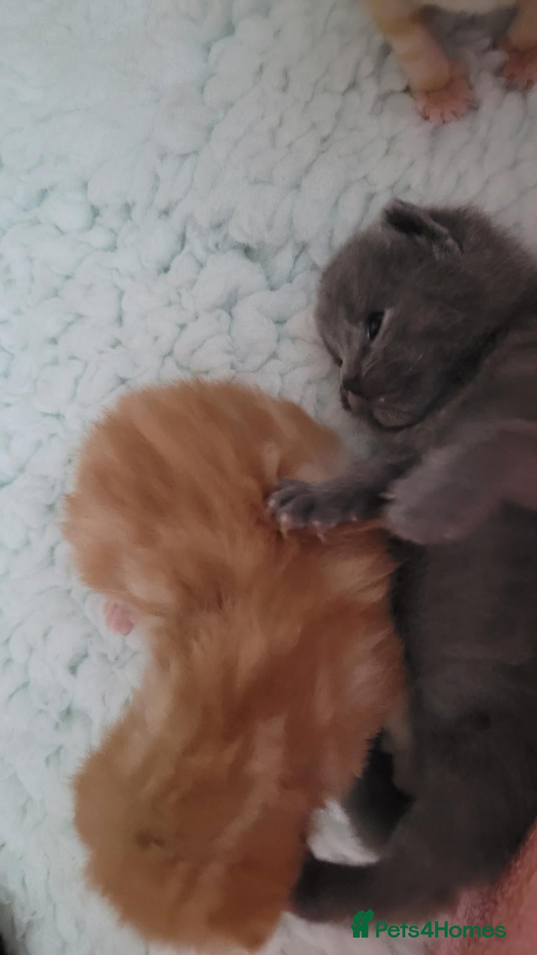 British Shorthair cats 5 beautiful bsh kittens  - Advert 2