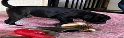 Staffordshire Bull Terrier dogs for sale: KC reg 8week Staffordshire Bull Terrier  in Stoke-on-Trent - Advert 4