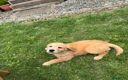 Golden Retriever dogs for sale: Healthy well socialised calm KC puppies - Image 11