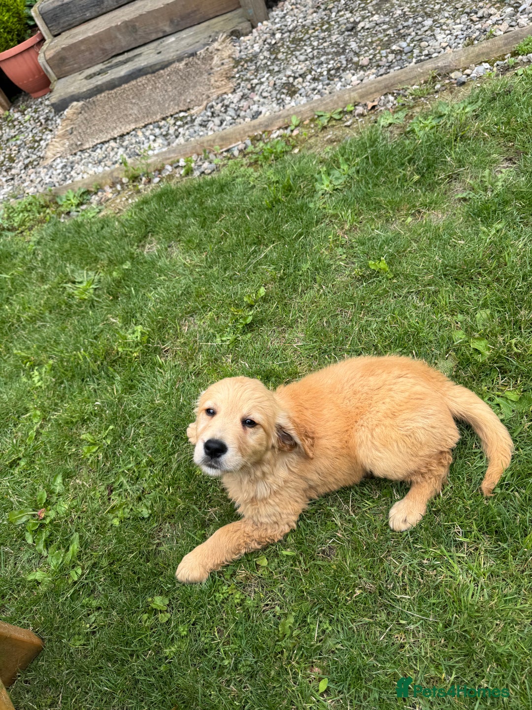 Golden Retriever dogs for sale: Healthy well socialised calm KC puppies - Image 11