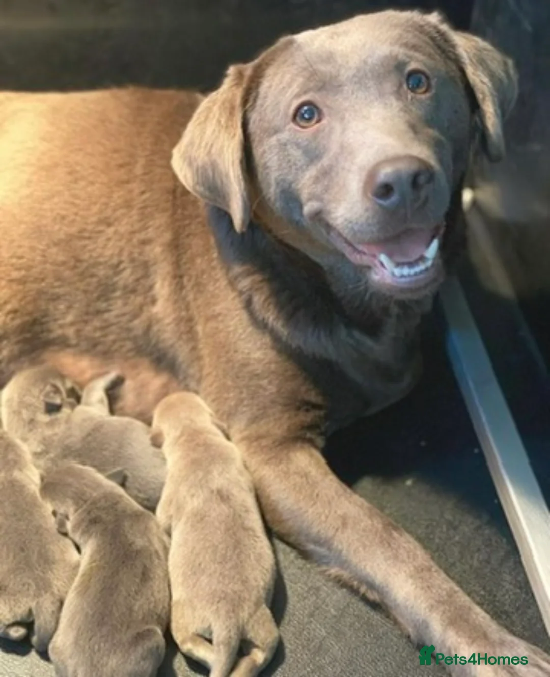 Labrador Retriever dogs for sale: ⭐️ KC REG VET CHECK,  PUPPY PACK PUPPY FOOD - Advert 6