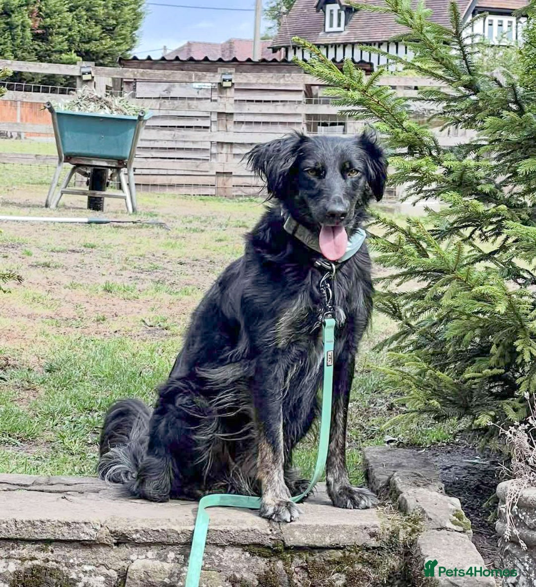 Mixed Breed dogs for adoption: Ruby – Gentle, Silly, Escape-Artist Extraordinaire - Image 14