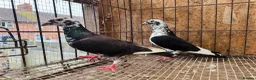 Pigeons birds for sale: TIGER GRIZZLED RACING PIGEONS - Advert 3