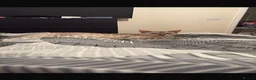 Bengal cats for stud: Snow bengal STUD - Advert 2