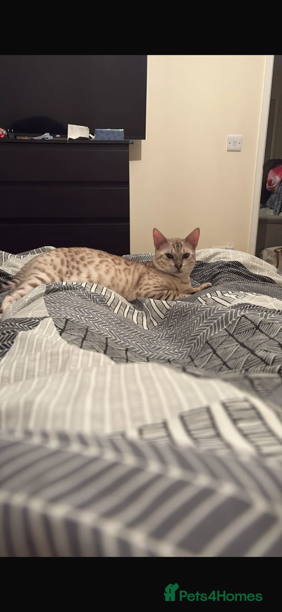 Bengal cats for stud: Snow bengal STUD - Advert 2