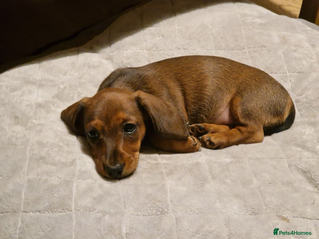 Dachshund dogs for sale: Champion sired, show quality miniature, ready now. - Image 6