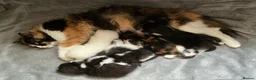 Persian cats for sale: Persian Dollface x BSH in Beaworthy - Advert 12