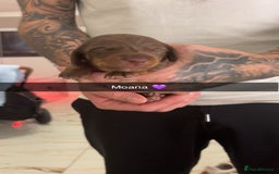 Miniature Dachshund dogs for sale: FOR SALE *Miniature dachshund puppies*  - Image 22