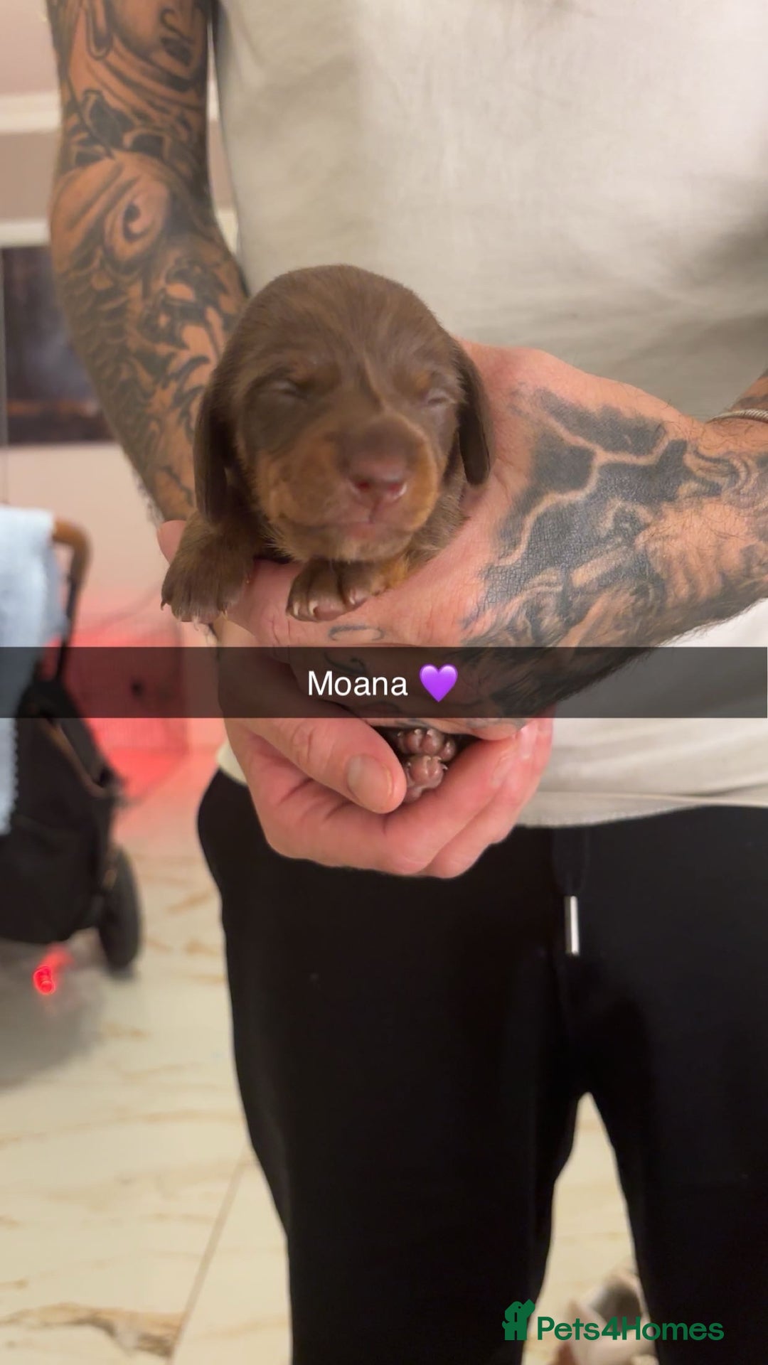 Miniature Dachshund dogs for sale: FOR SALE *Miniature dachshund puppies*  - Image 22