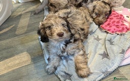 Cockapoo dogs for sale: F1 Show Cockapoo - Image 2