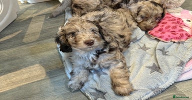 Cockapoo dogs - Advert 9