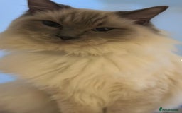Ragdoll cats for sale: 4 Beautiful Ragdoll Kittens - Image 9