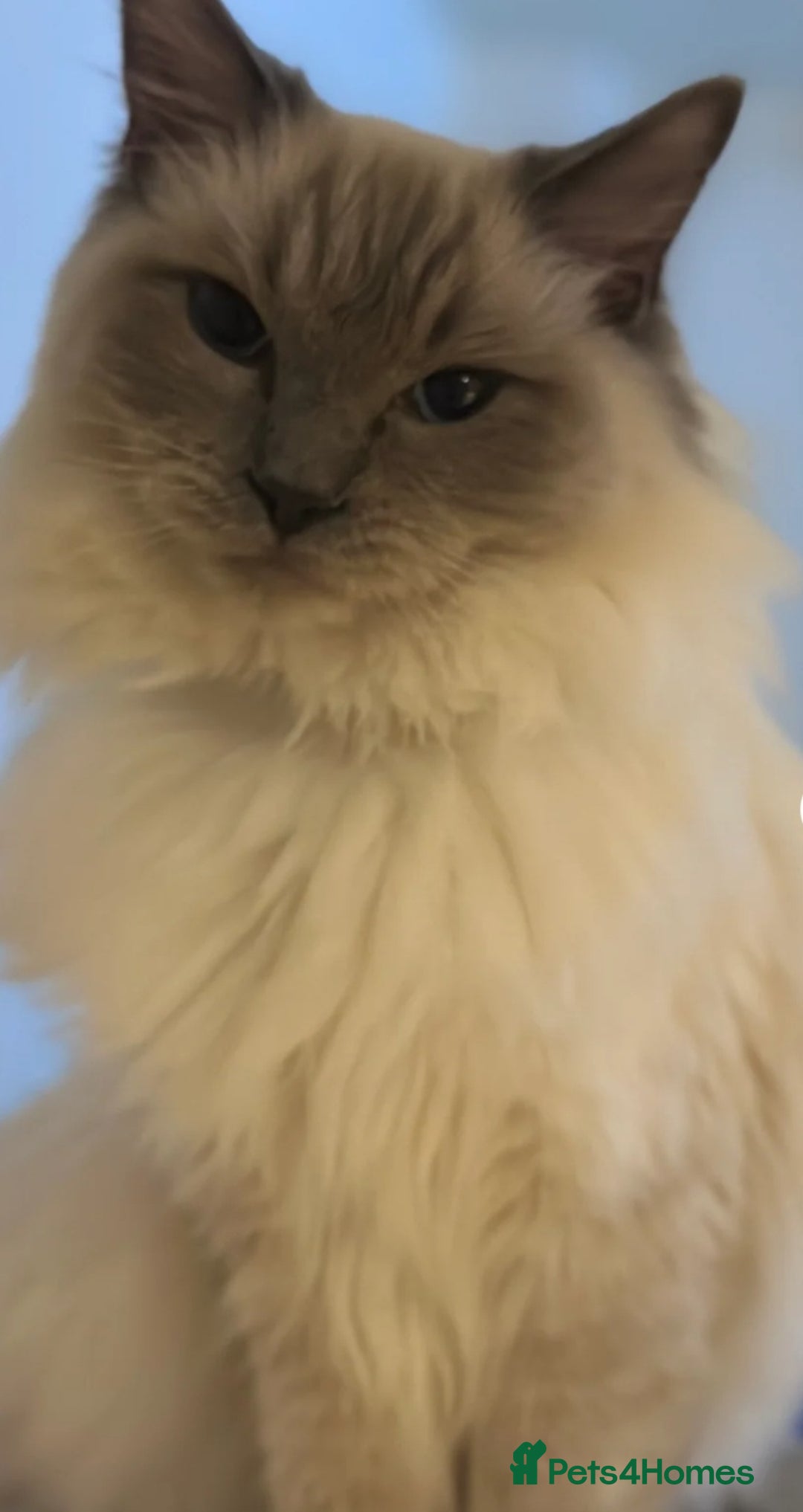 Ragdoll cats for sale: 4 Beautiful Ragdoll Kittens - Image 9