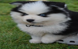Pomsky dogs for sale: Genuine F4 Pomsky puppies (Health tested parents)  - Image 4