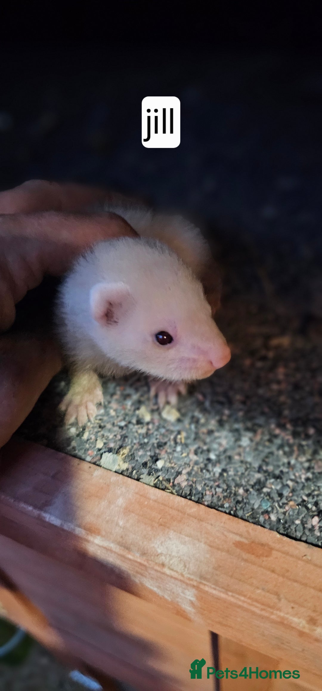Ferret rodents for sale: Gill and hobs kit for sale  - Image 5