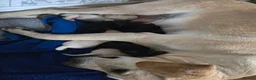 Labrador Retriever dogs for sale: 8x KC Reg Labrador's 4b /4g 3black 5 Golden - Advert 7