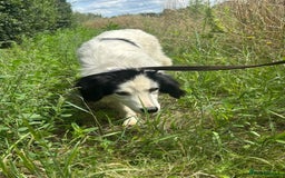Mixed Breed dogs for adoption: Spotty - Norwich Norfolk  - Image 23