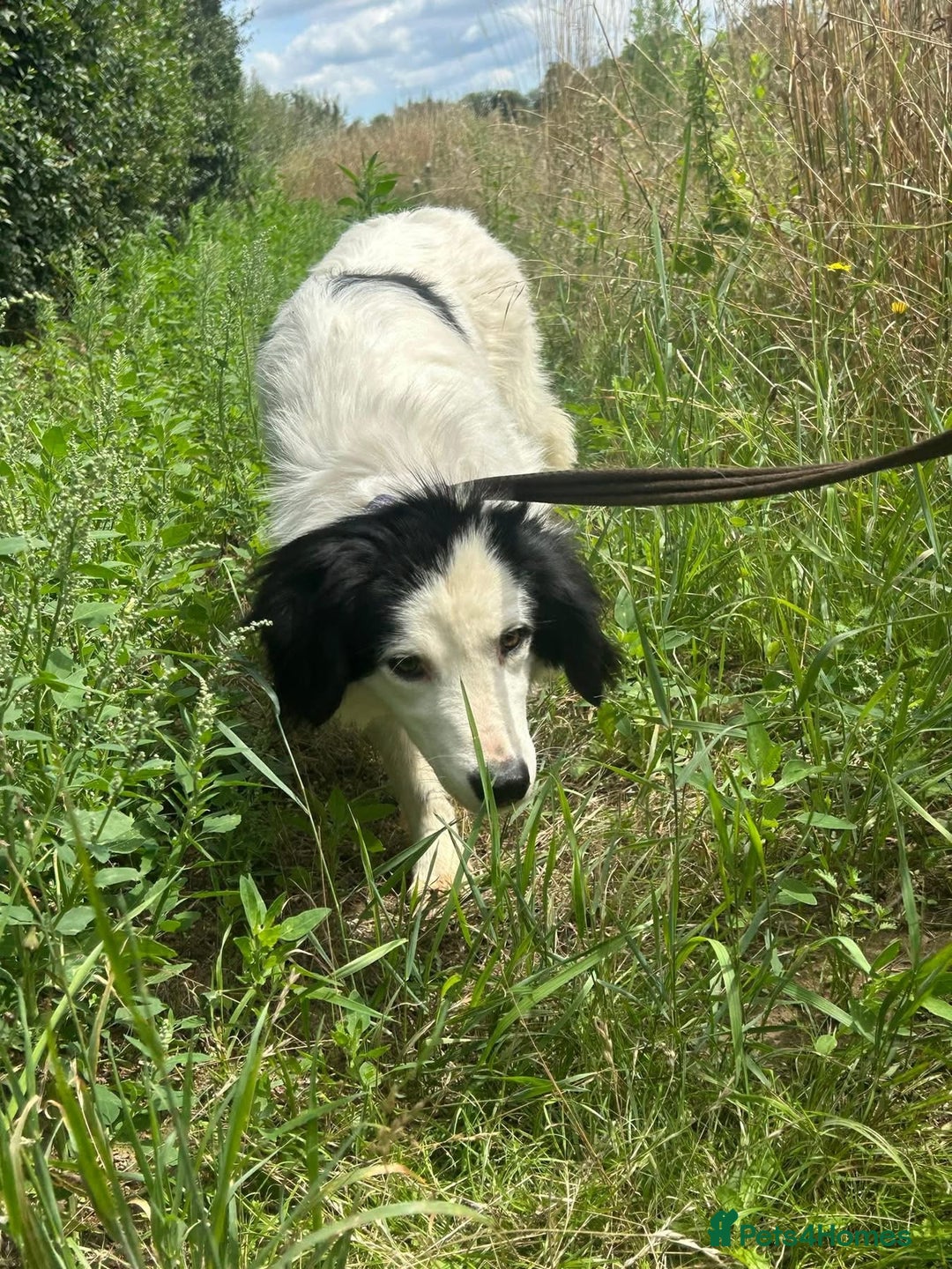 Mixed Breed dogs for adoption: Spotty - Norwich Norfolk  - Image 23