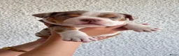 American Bully dogs for sale: Micro bully babies 🐶🩷💙 - Advert 27
