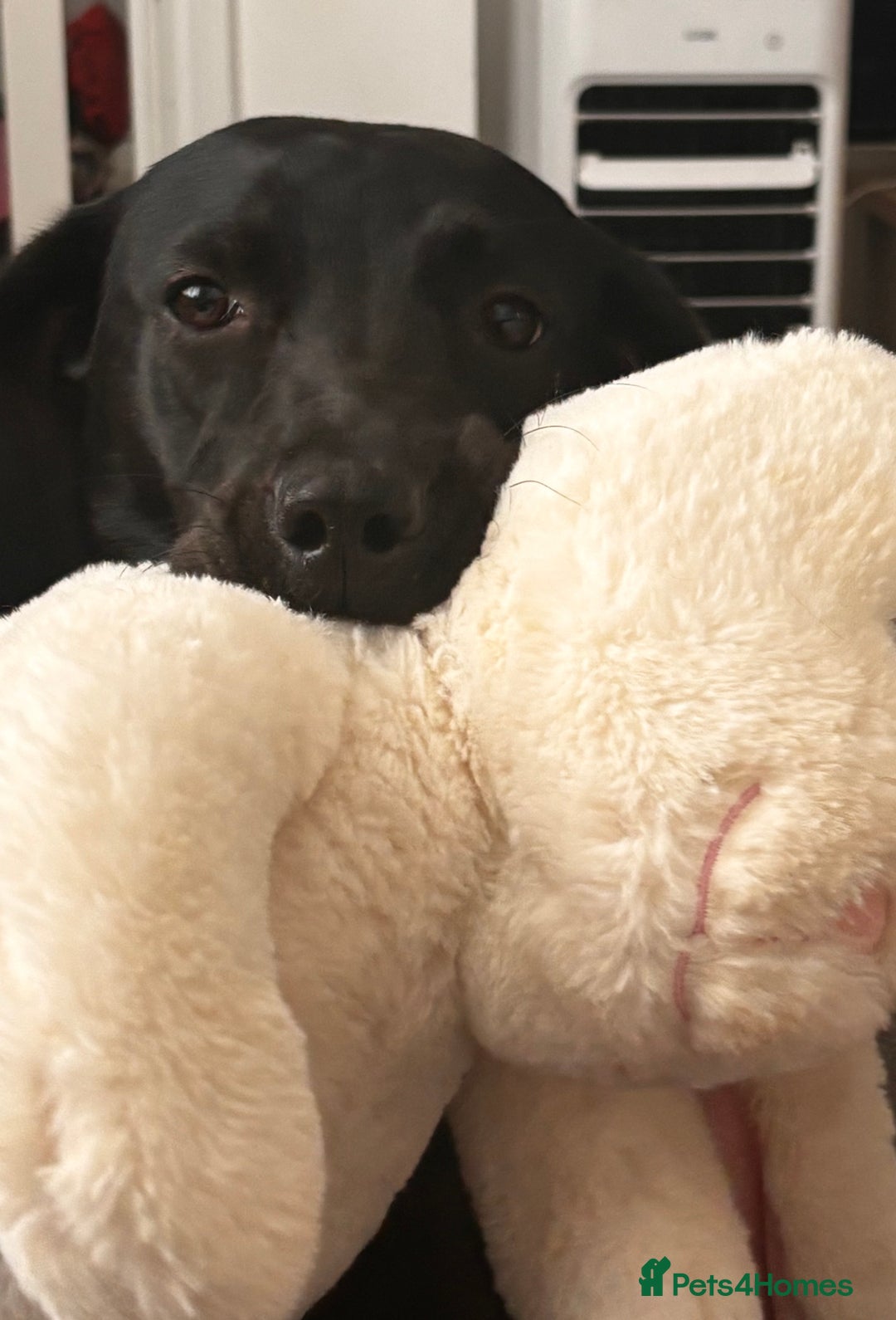 Labrador Retriever dogs for sale: Black Labrador girl  - Image 4