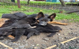 German Shepherd dogs for sale: German shepherd puppies  - Image 28