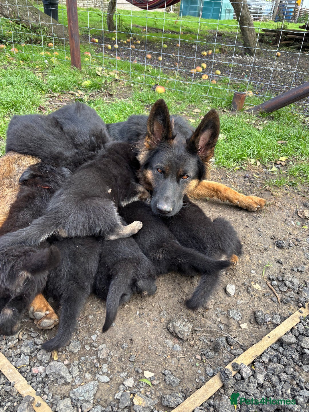 German Shepherd dogs for sale: German shepherd puppies  - Image 28