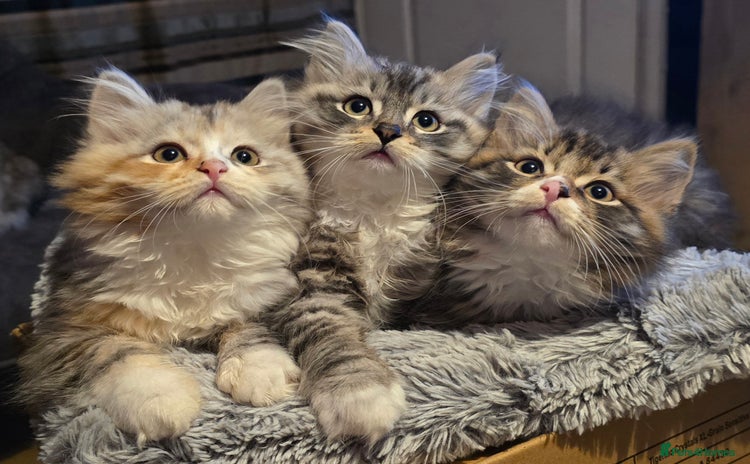 Siberian cats - Advert 2