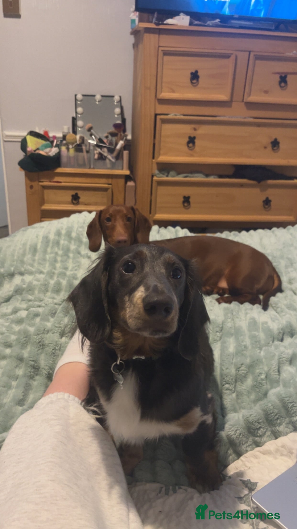 Dachshund dogs for sale: 2 9-month old Dachshunds for rehoming - Advert 4