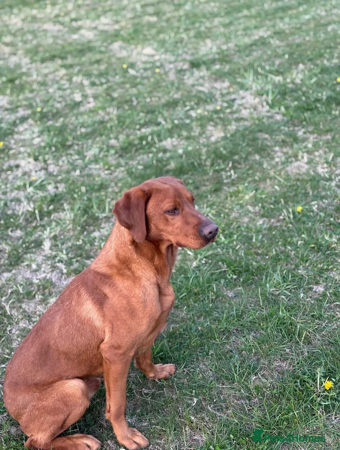 Labrador Retriever dogs for sale: FULLY HEALTH TESTED FOX RED LABRADOR PUPPIES - Advert 11