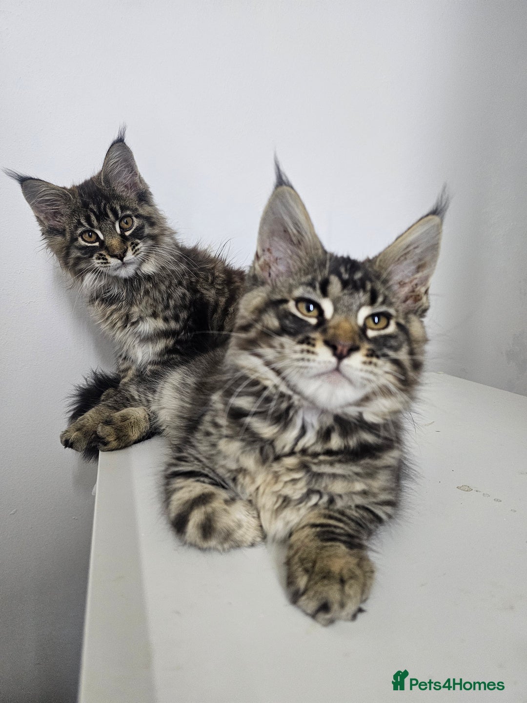 Maine Coon cats for sale: Pedigree Maine Coon boys from tested parents  - Image 6