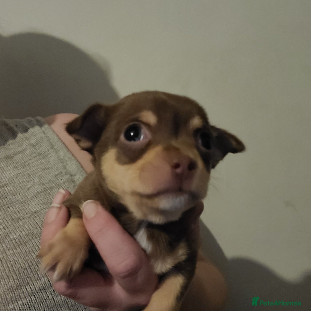 Chihuahua dogs for sale: Smooth coat chihuahua  - Image 3