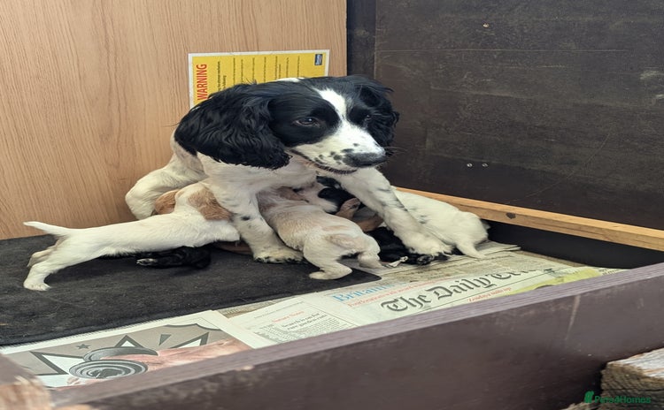Sprocker dogs - Advert 1