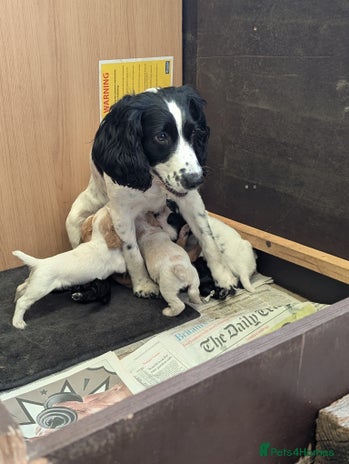 Sprocker dogs - Advert 5