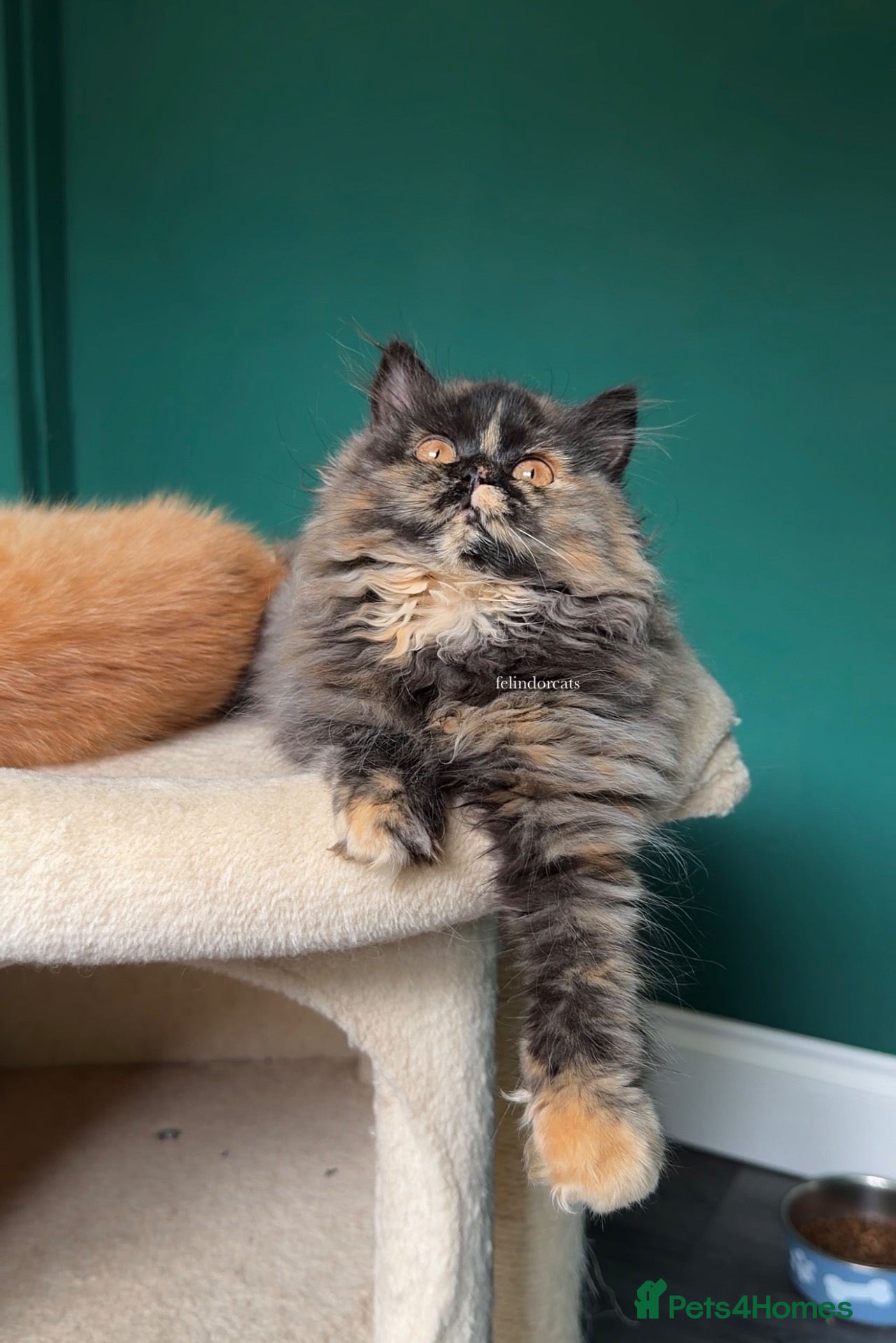 British Longhair cats ✨Top quality British longhair kittens✨ - Advert 8