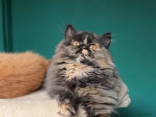 British Longhair cats ✨Top quality British longhair kittens✨ - Advert 8