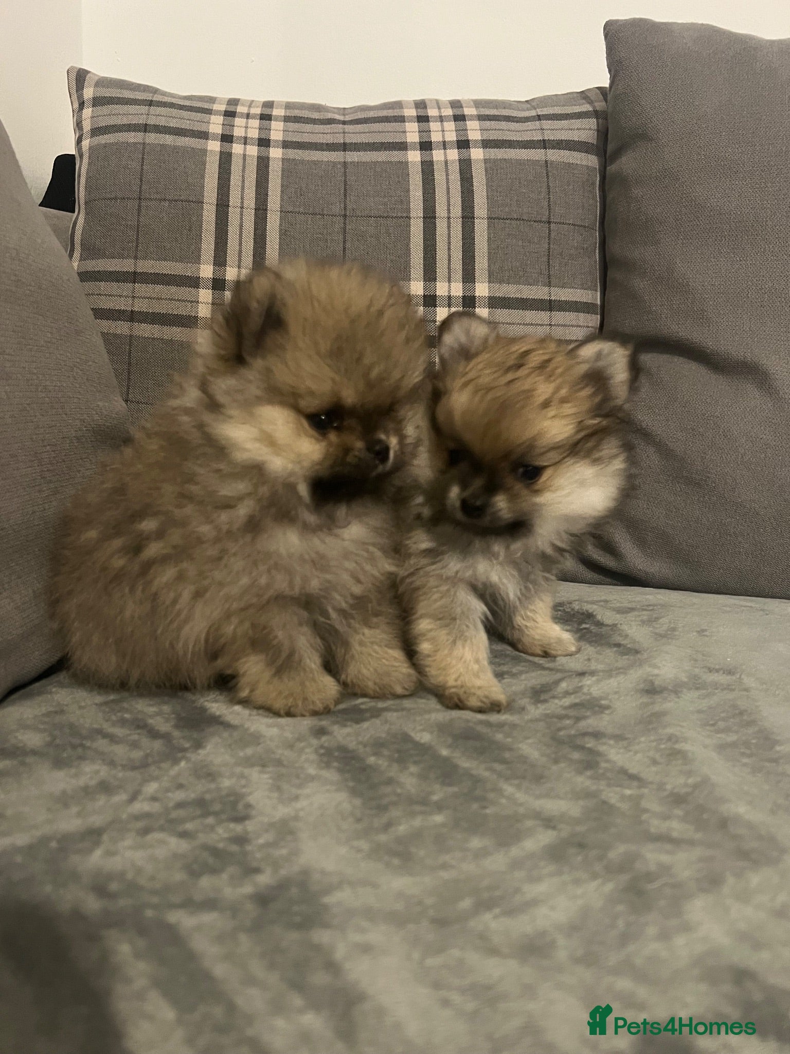 Pomeranian dogs Pomeranian KC puppy  - Advert 3