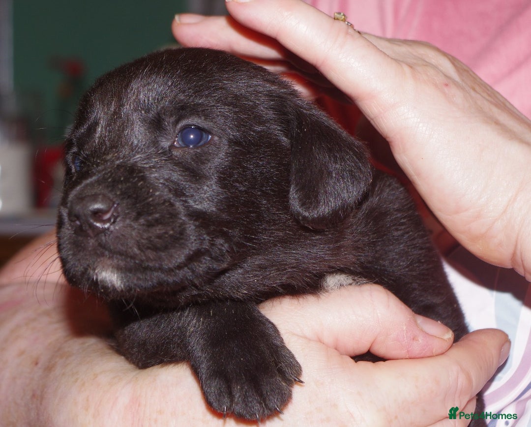 Labrador Retriever dogs for sale: * labrador retriever pups for sale - Advert 10