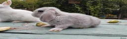 Mixed Breed rabbits for sale: Mixed breed £70 each - Advert 32