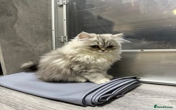 Persian cats for sale: Beautiful Persian x Exotic Kittens 🐈‍⬛💕 - Image 2