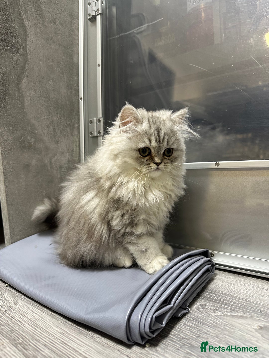 Persian cats for sale: Beautiful Persian x Exotic Kittens 🐈‍⬛💕 - Image 2
