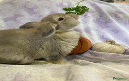 Mini Lop rabbits for sale: Adorable mini lop for sale  - Image 5