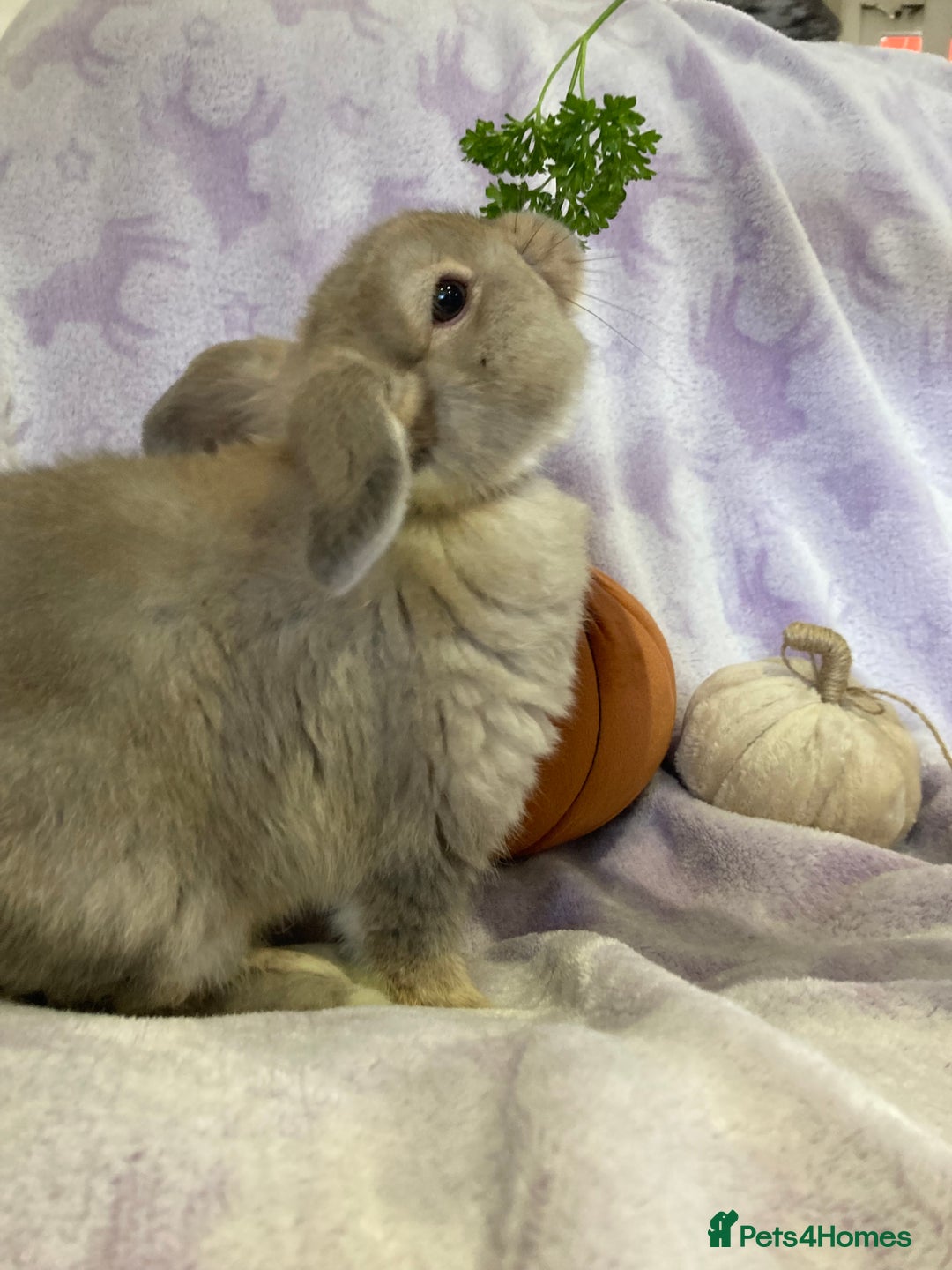 Mini Lop rabbits for sale: Adorable mini lop for sale  - Image 5