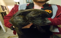 Mixed Breed dogs for sale: Female Staffordshire bull terrier puppy - Image 11
