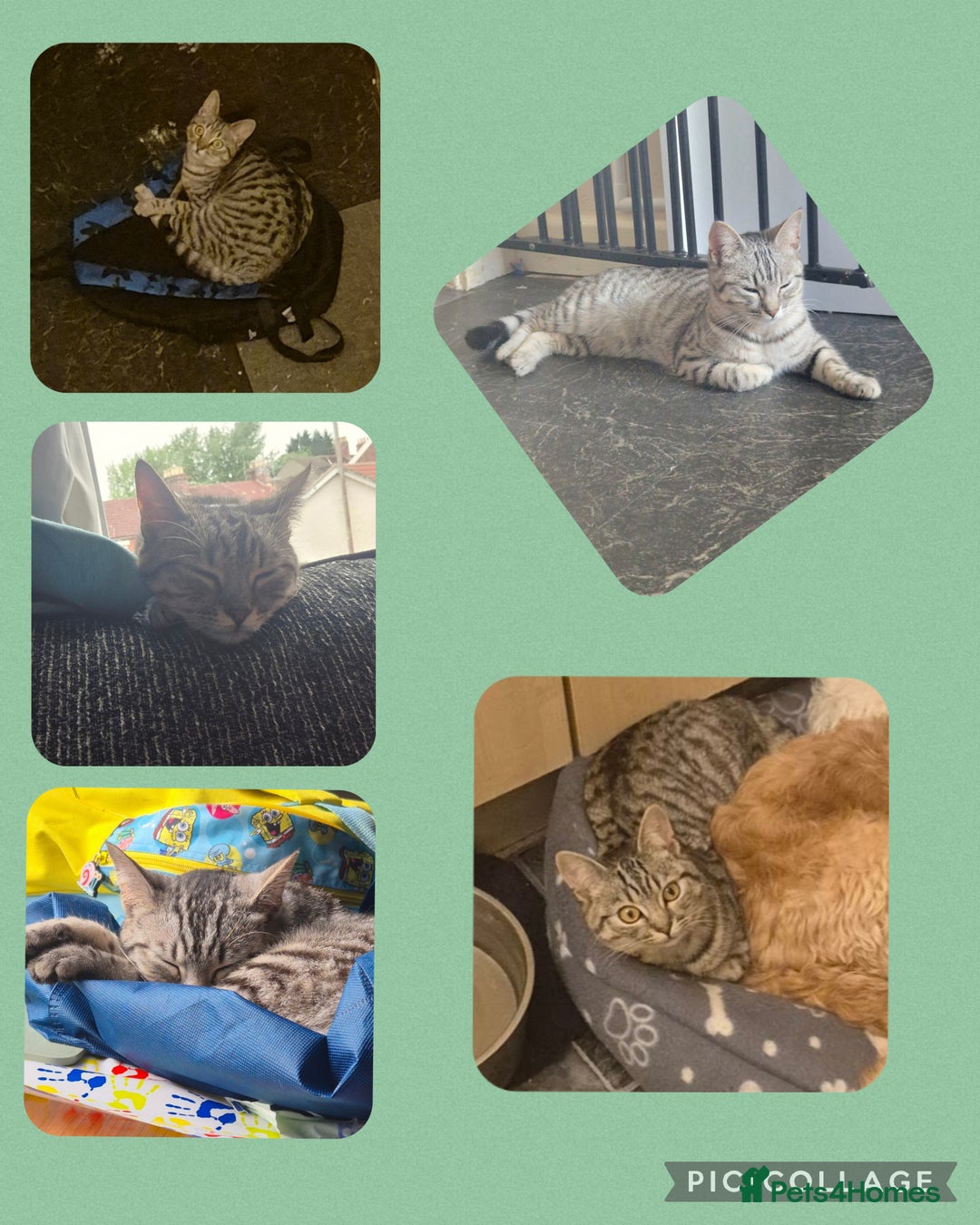 Mixed Breed cats for sale: 2 cats  - Advert 2