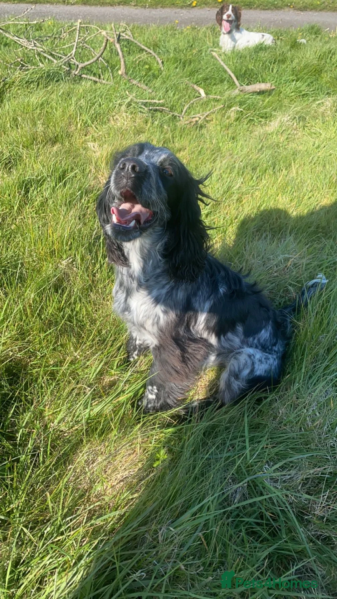 Cocker Spaniel dogs for stud: Dubie  - Advert 3