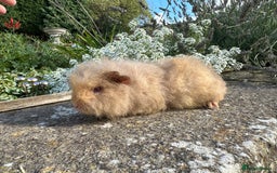 Guinea Pig rodents for sale: Gorgeous pure bred Swiss guinea pig sows - Image 2