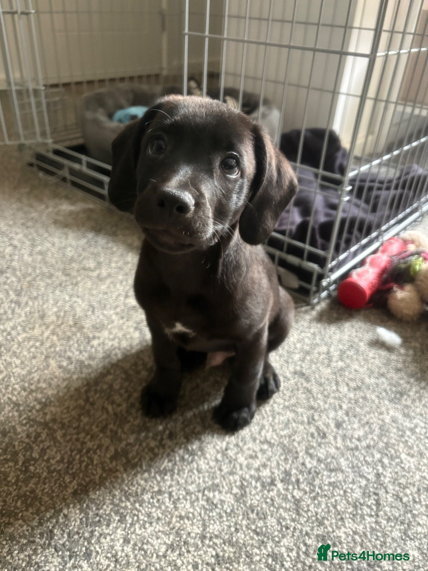 Mixed Breed dogs 9 week old cocker cross staffy  - Advert 5